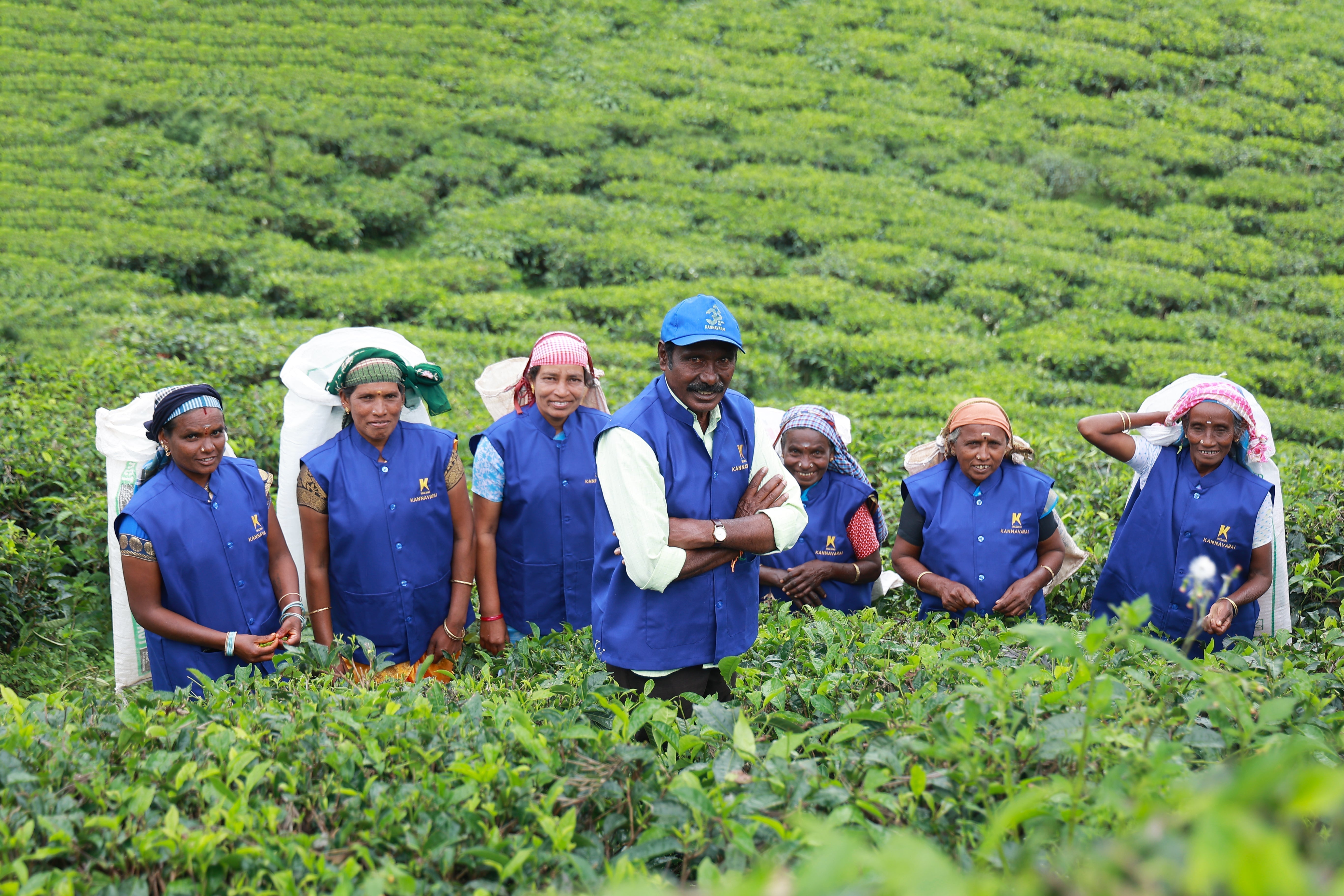 The Tea Gardens of Nilgiri