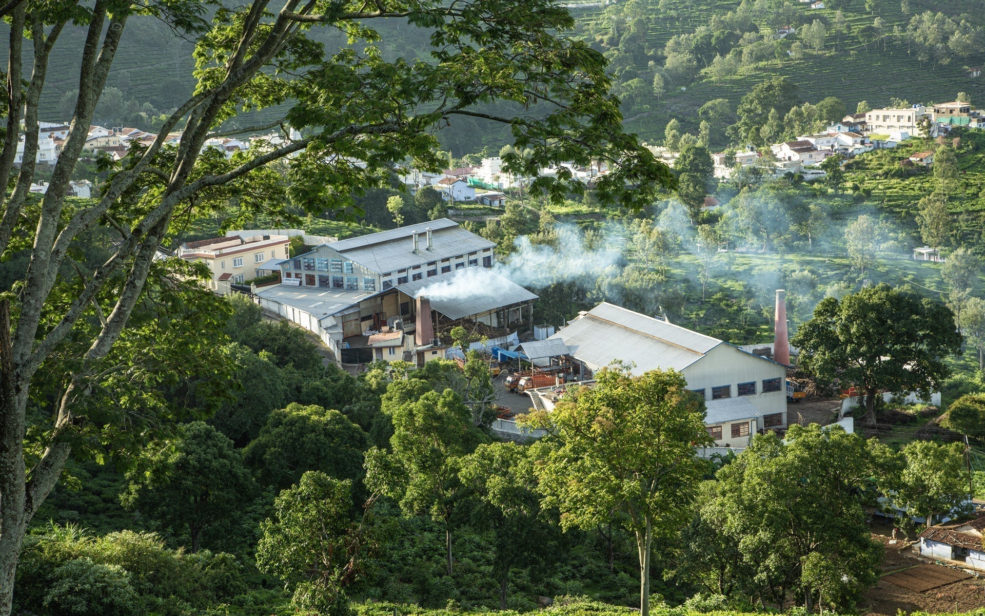 Discovering Nilgiri Tea: A Gem from Southern India